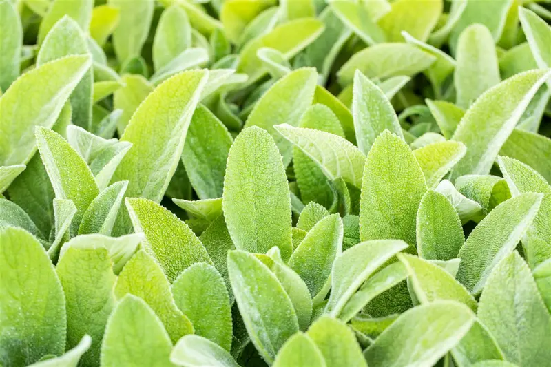 stachys byz. 'big ears' ( 'helene v. stein') P9 - afbeelding 3