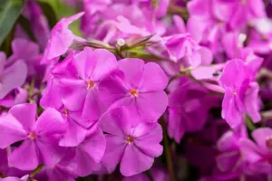 phlox carolina 'bill baker' P9 - afbeelding 3