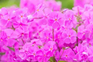 phlox carolina 'bill baker' P9 - afbeelding 2