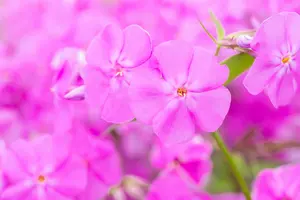 phlox carolina 'bill baker' P9 - afbeelding 3