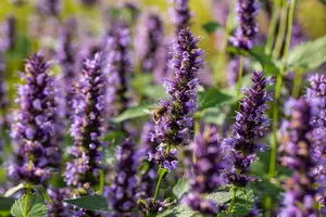 Agastache hybr. 'Black Adder' P9 - afbeelding 5