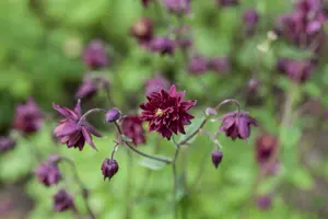 Aquilegia vulg. 'Black Barlow' P9 - afbeelding 2