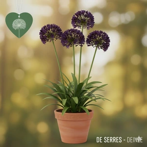 Agapanthus hybride 'Black Buddhist' P11