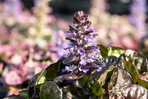 Ajuga rept. 'Black Scallop' P9 - afbeelding 4