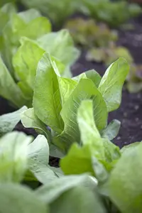 bladcichorei rode van verona  - afbeelding 2