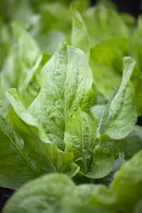 bladcichorei rode van verona  - afbeelding 4