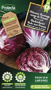 bladcichorei rode van verona 