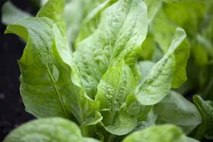 bladcichorei rode van verona  - afbeelding 3