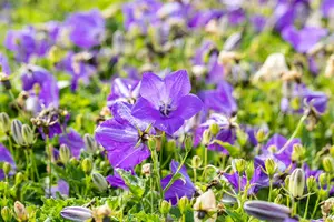 Blaue Clips - afbeelding 1