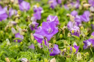 Blaue Clips - afbeelding 3