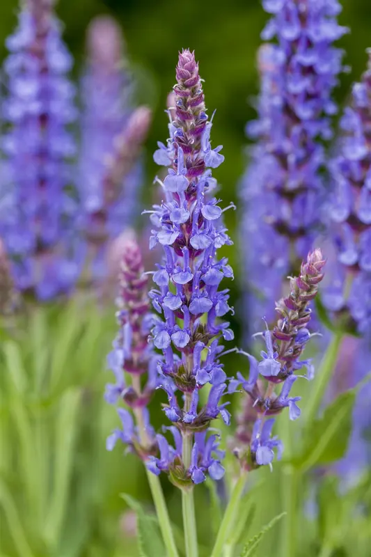 salvia nem. 'blauhügel' ('bluehill') P9 - afbeelding 2