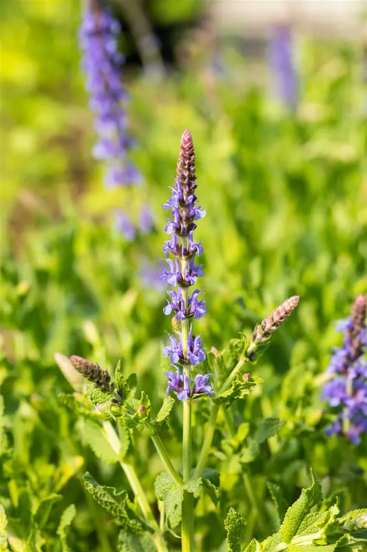 salvia nem. 'blauhügel' ('bluehill') P9 - afbeelding 4