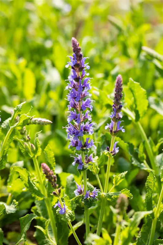 salvia nem. 'blauhügel' ('bluehill') P9 - afbeelding 5
