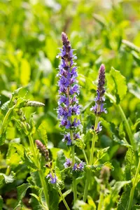 salvia nem. 'blauhügel' ('bluehill') P9 - afbeelding 5