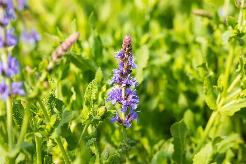 salvia nem. 'blauhügel' ('bluehill') P9 - afbeelding 3