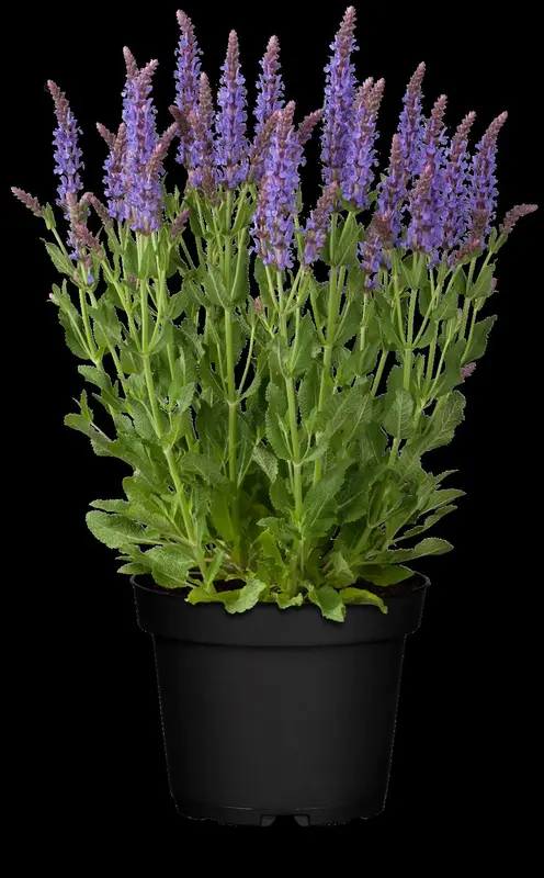 salvia nem. 'blauhügel' ('bluehill') P9 - afbeelding 1