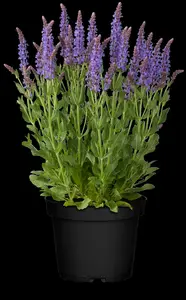 salvia nem. 'blauhügel' ('bluehill') P9 - afbeelding 1