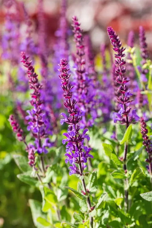 salvia nem. 'blaukönigin' ('blue queen') P9 - afbeelding 2