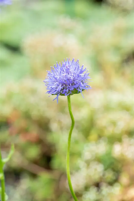jasione laevis 'blaulicht' P9 - afbeelding 1