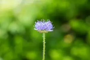 jasione laevis 'blaulicht' P9 - afbeelding 2