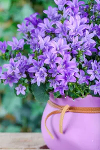 campanula posch. 'blauranke' P9