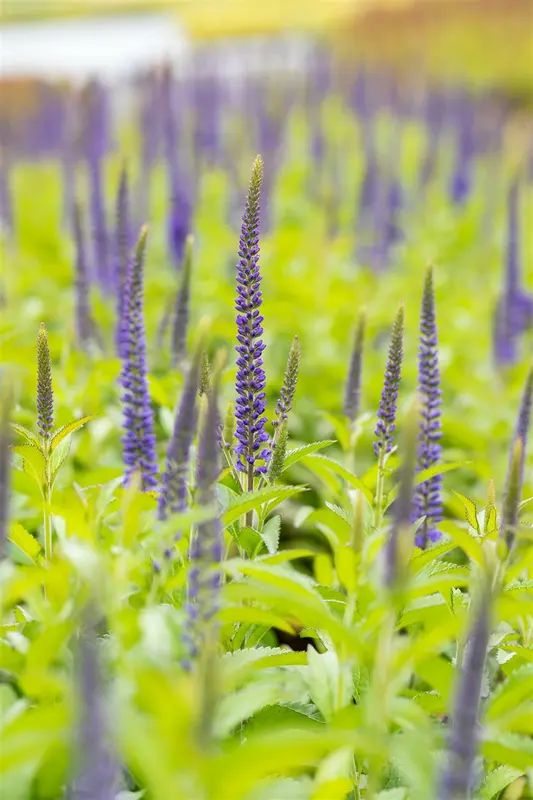 veronica longif. 'blauriesin' P9 - afbeelding 2