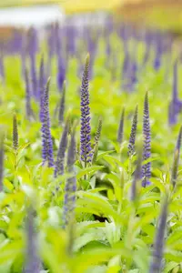 veronica longif. 'blauriesin' P9 - afbeelding 2