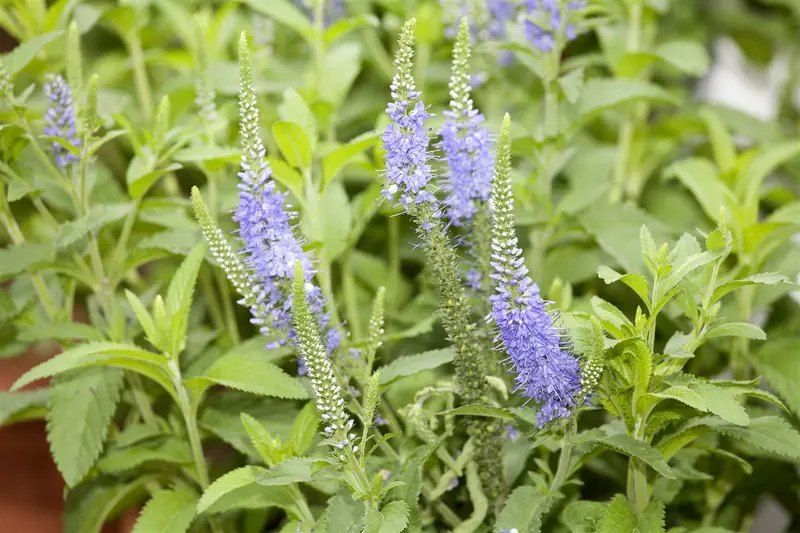 veronica longif. 'blauriesin' P9 - afbeelding 1