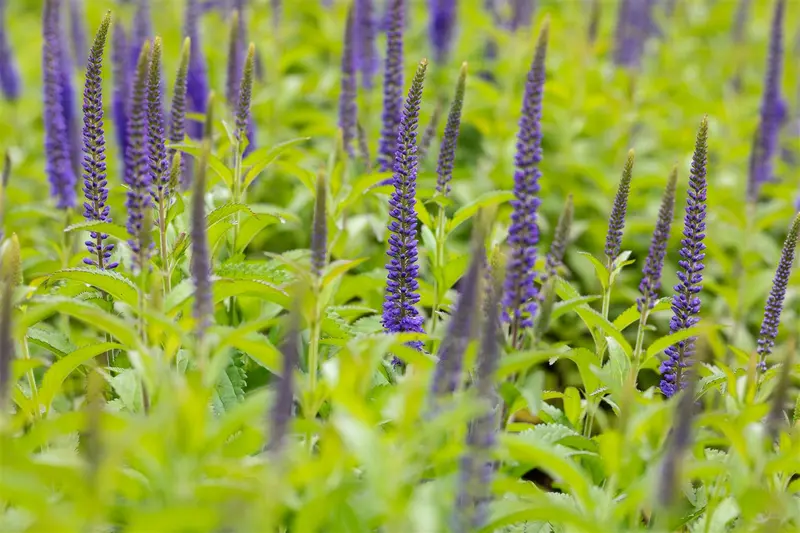 veronica longif. 'blauriesin' P9 - afbeelding 3