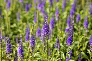 veronica longif. 'blauriesin' P9 - afbeelding 4