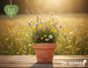 bloemrijk grasland lichte-normale grond