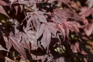 acer palm. 'bloodgood' (100-125 cm) - afbeelding 5