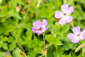 geranium hybr. 'bloom time' P9 - afbeelding 4
