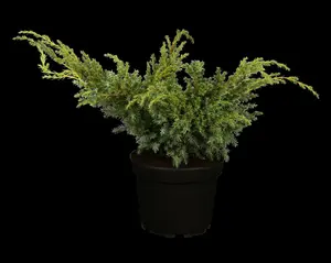 Blue Alps juniperus - afbeelding 5