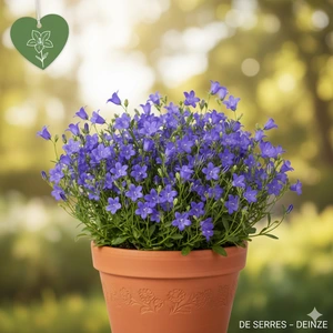 Campanula cochleariifolia 'Blue Baby' P10.5