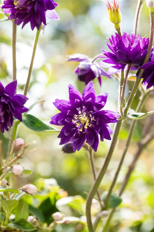 Aquilegia vulg. 'Blue Barlow' P9