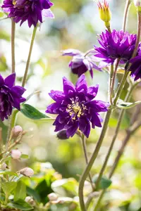 Aquilegia vulg. 'Blue Barlow' P9