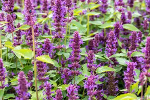 Agastache hybr. 'Blue Boa' P9 - afbeelding 5