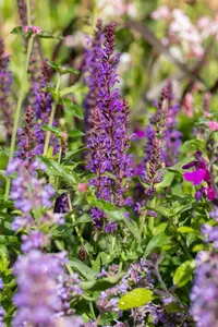 salvia nem. 'blue bouquetta'® P9 - afbeelding 3