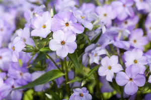 phlox (p) 'blue boy' P9