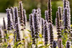 agastache hybr. 'blue fortune' C2 - afbeelding 5