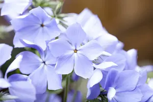 phlox divar. 'blue moon' P9 - afbeelding 5