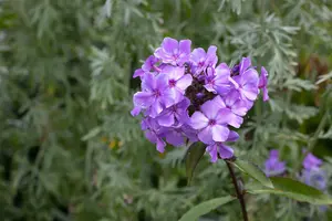 phlox (p) 'blue paradise' P9 - afbeelding 5
