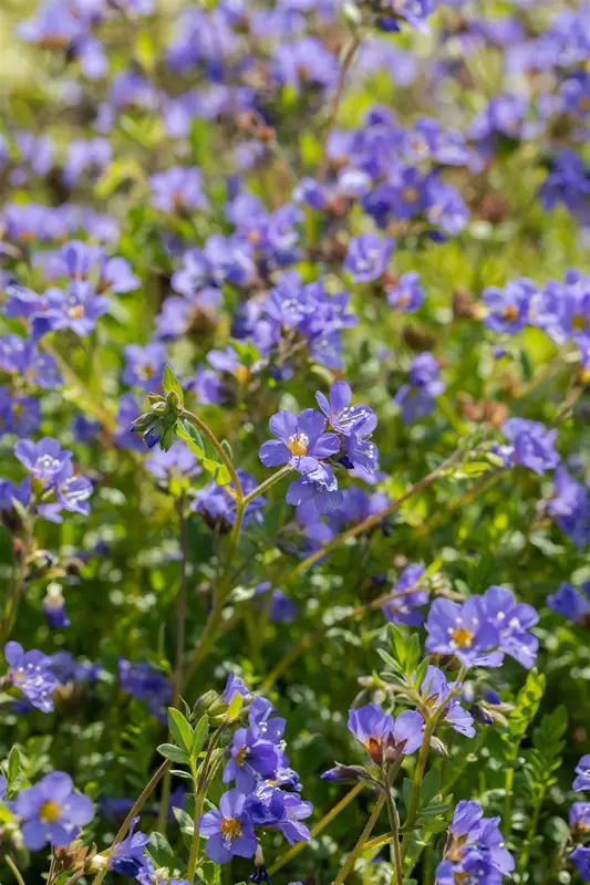 Polemonium rept. 'Blue Pearl' P9 - afbeelding 3