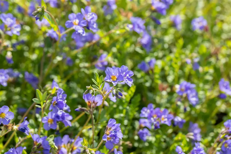 Polemonium rept. 'Blue Pearl' P9 - afbeelding 2