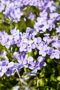 phlox stol. 'blue ridge' P9 - afbeelding 3