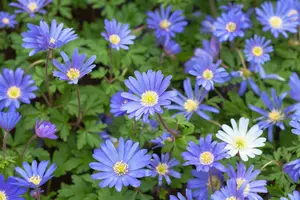 Anemone blanda 'Blue Shades' P9 - afbeelding 5