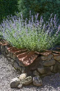 perovskia atripl. 'blue spire' P9 - afbeelding 5