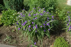 tradescantia (a) 'blue stone'