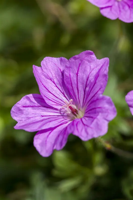 geranium hybr. 'blushing turtle'® P9 - afbeelding 2